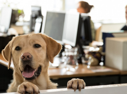 blonde hond kijkt over het randje van een kantoor heen