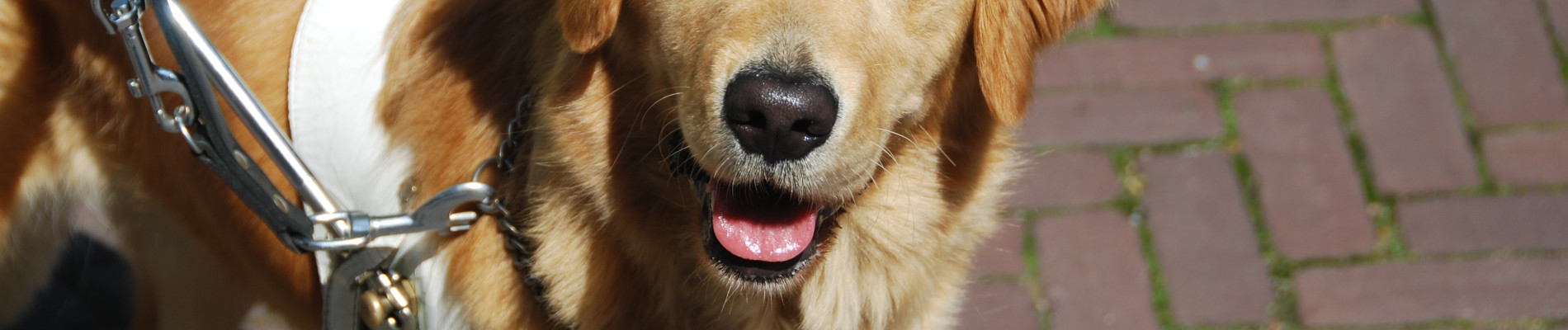 Een blindengeleidehond in tuig kijkt de camera in