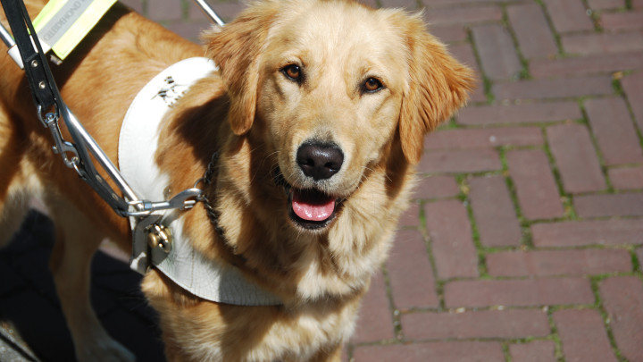 Een blindengeleidehond in tuig kijkt de camera in