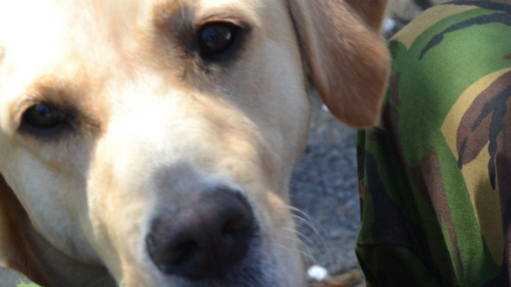 Blonde hond zit tussen de benen van iemand met een camouflagebroek een en kijkt omhoog