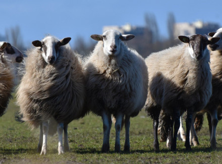 aantal wollige schapen op een rij met een blauwe lucht op de achtergrond