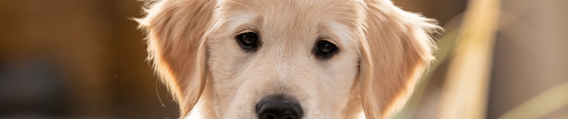 golden retriever pup