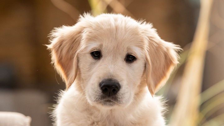 golden retriever pup