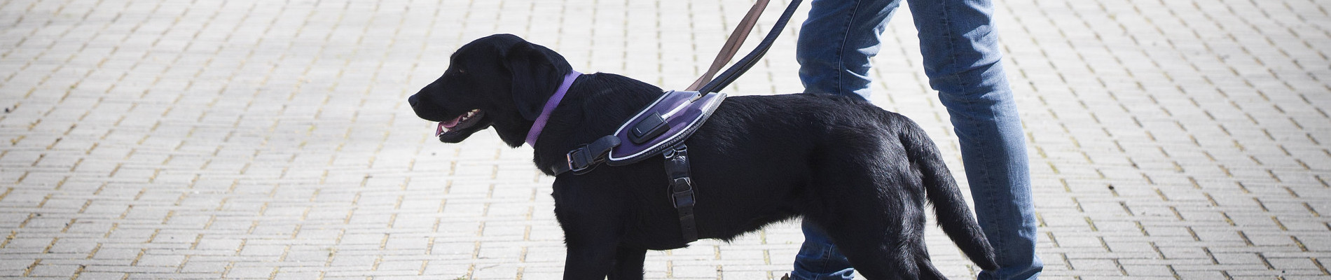 Hond loopt over zebrapad