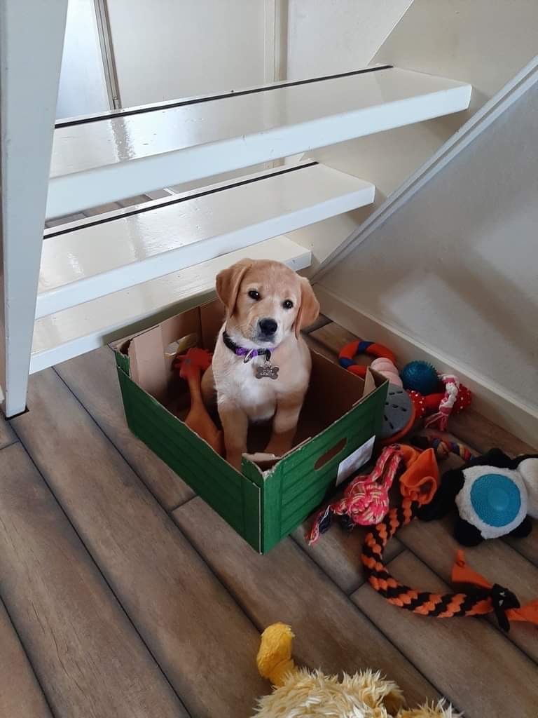 blonde pup zit in een kartonnen doos onder een open trap
