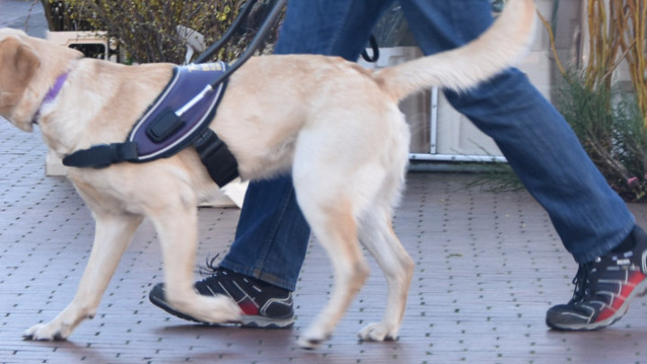 Blindengeleidehond op straat