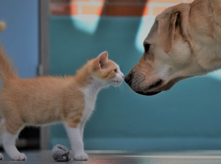 kitten en hond neus aan neus