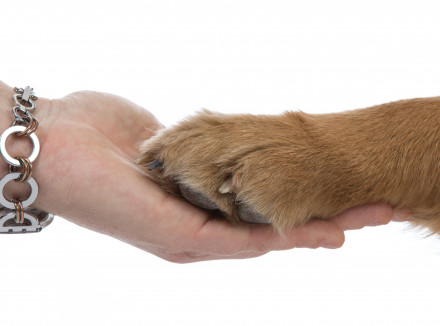 Hondenpoot in hand