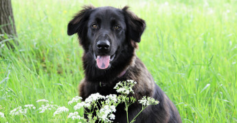 zwarte langharige hond in het hoge gras