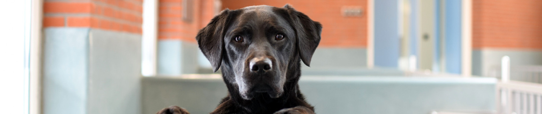 Zwarte labrador kijkt over wandje van de kennel bij KNGF Geleidehonden