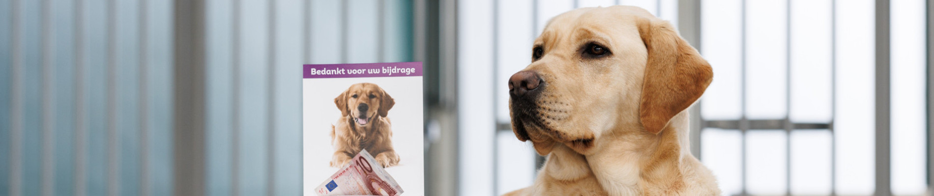 blonde hond naast donatiebox in de kennel