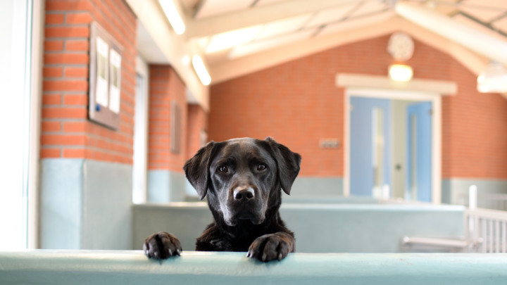 Zwarte labrador kijkt over wandje van de kennel bij KNGF Geleidehonden