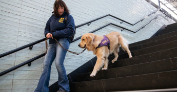 Assistentiehond in opleiding op trap