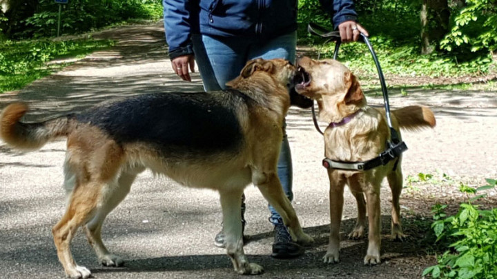 Een geleidehond in tuig wordt afgeleid door loslopende hond