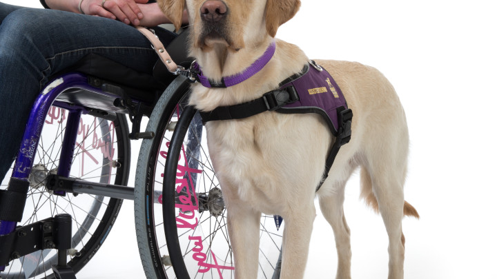 Een assistentiehond staat naast de rolstoel van zijn baas